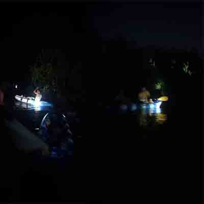 Massive Mangrove Forest